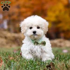 Teddy, Toy Poodle Puppy